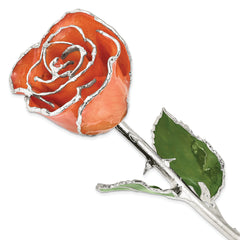 Orange Lacquer Dipped Silver Trimmed Real Rose - Sophia Jewelers