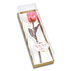 Pink Lacquer Dipped Copper Trimmed Real Rose - Sophia Jewelers