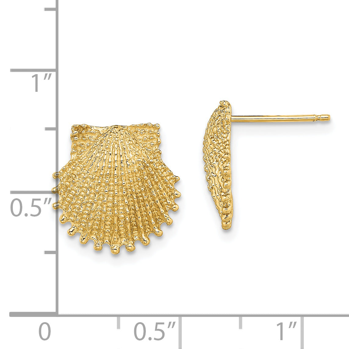 14K Beaded Scallop Shell Post Earrings