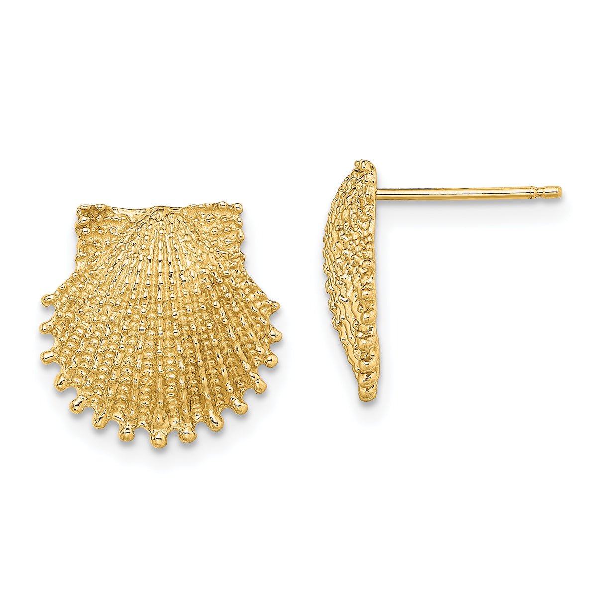 14K Beaded Scallop Shell Post Earrings